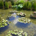 lily pond at the GPC
