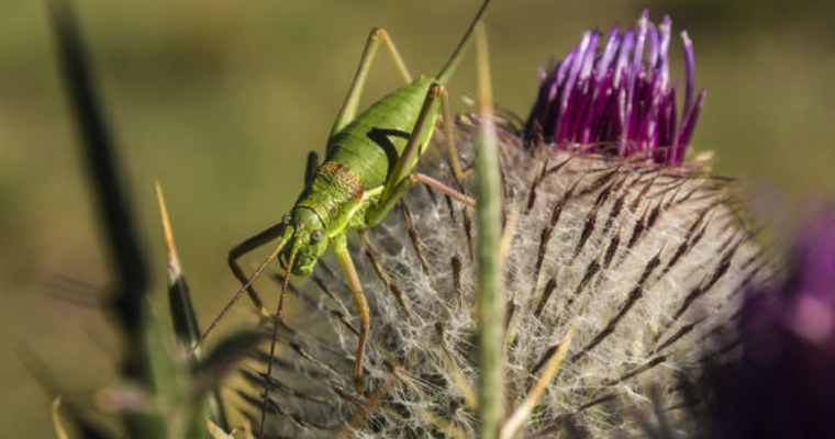 Listen For Real Life Jiminy Crickets On Singing Insect Soundwalk – DNAinfo Chicago