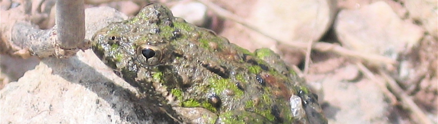 Image of Cricket frog 