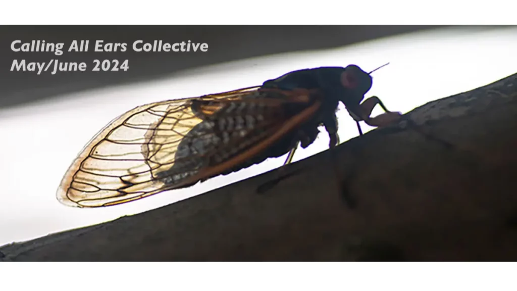 Image of cicada for calling all ear and Magicicada Fest update