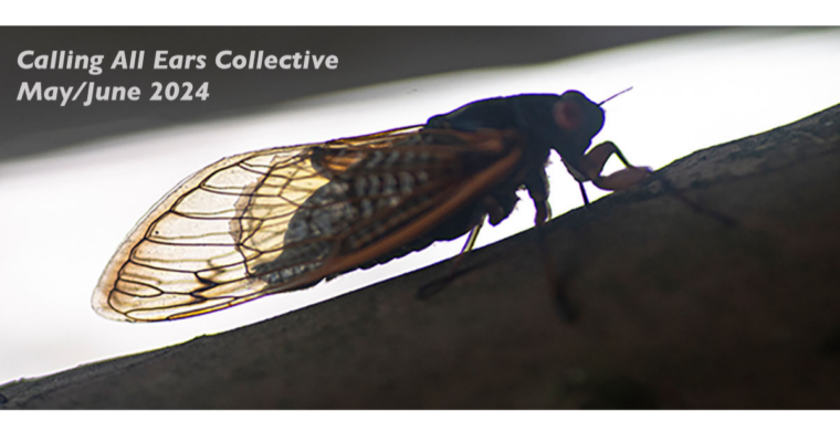 Calling All Ears – Request For Cicada Proposals