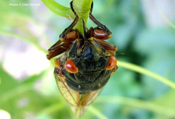 Lake County CicadaFest